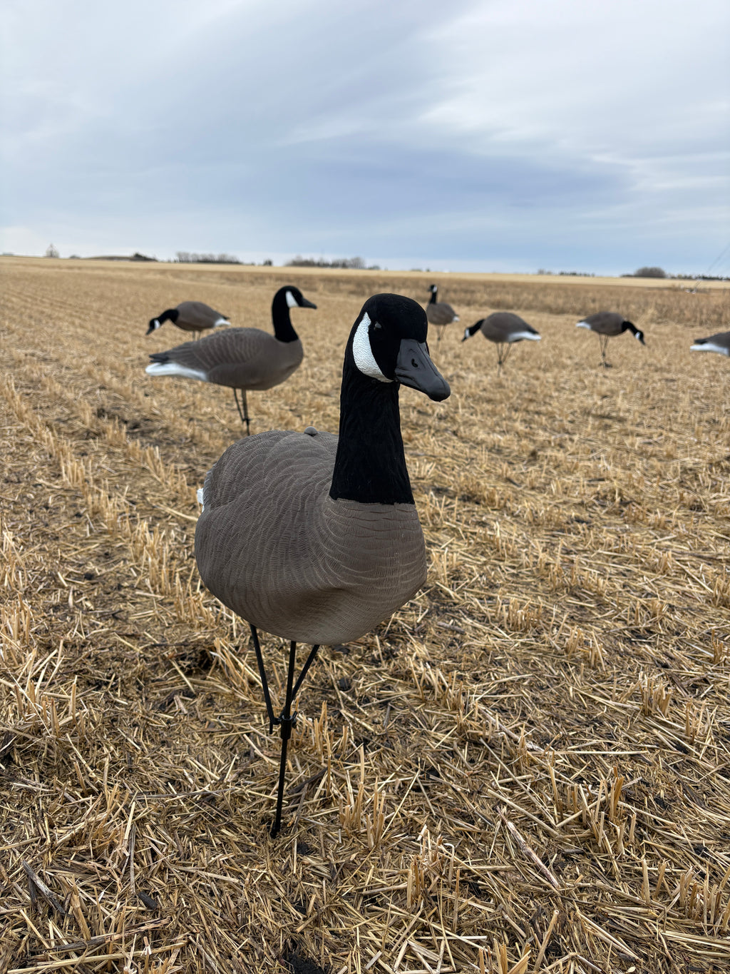 12 Full Body Field and Feather Canada Goose Decoys