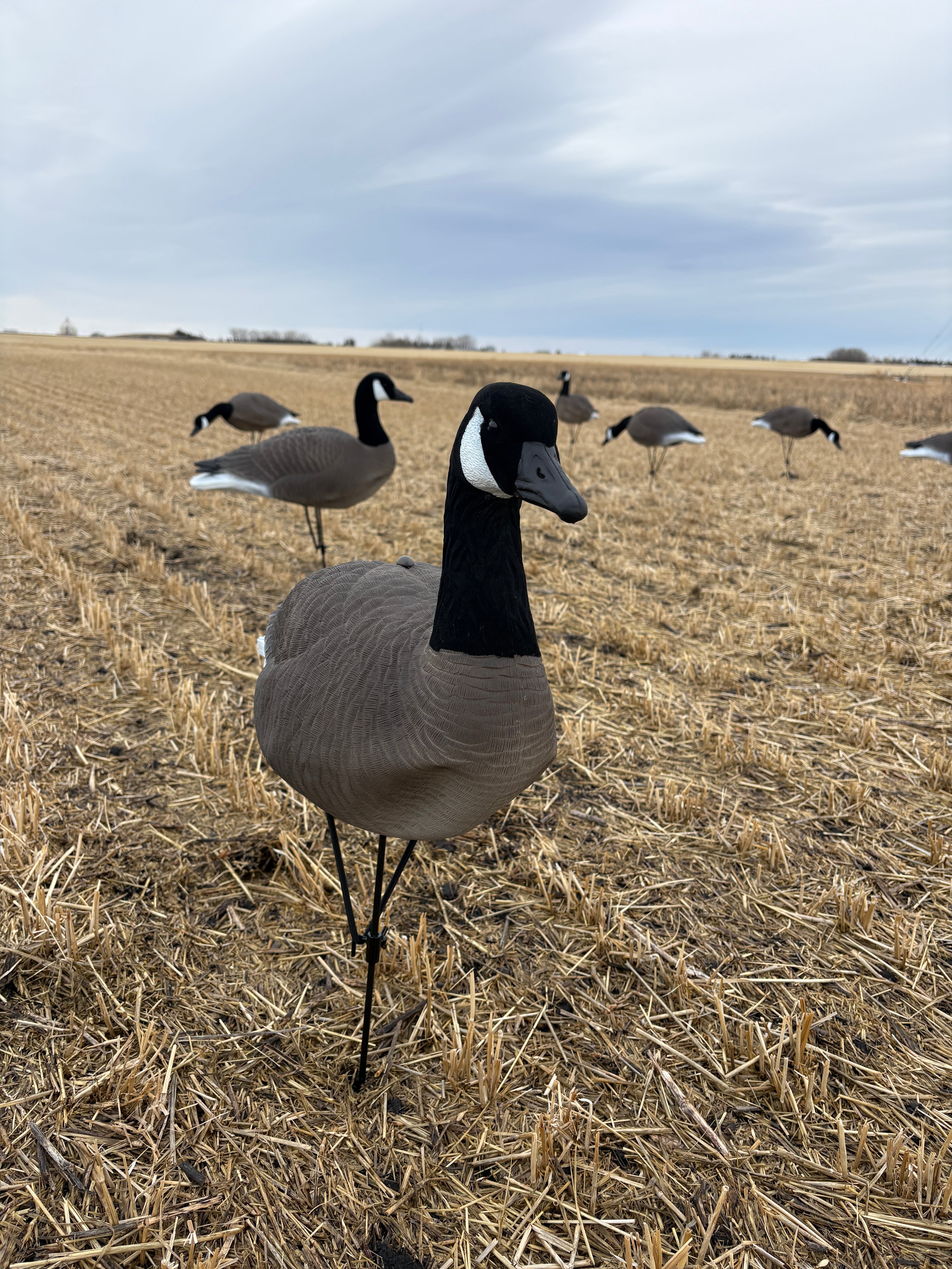 12 Full Body Field and Feather Canada Goose Decoys