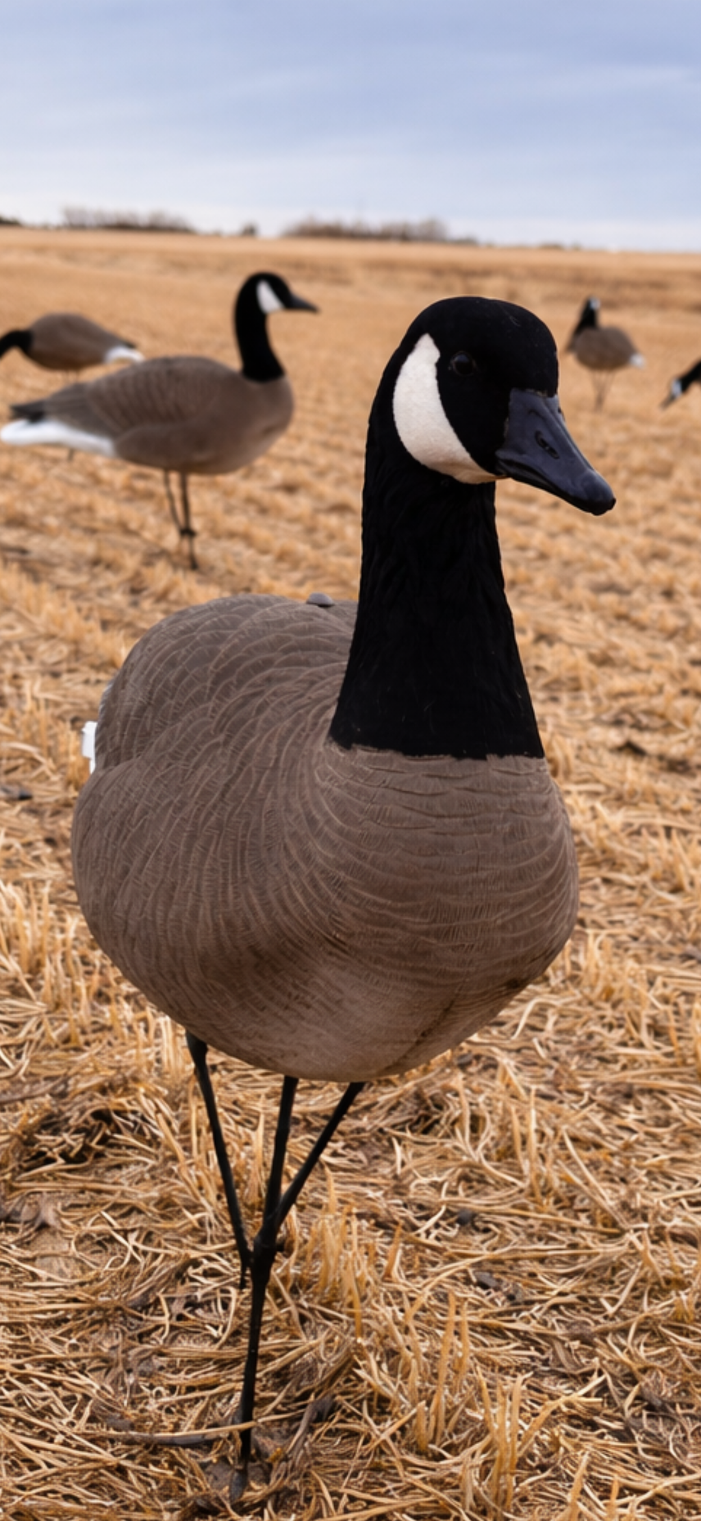 12 Full Body Field and Feather Canada Goose Decoys