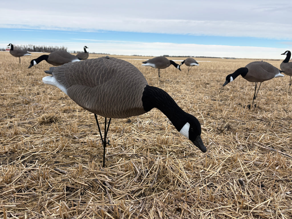 Realistic flocked Canada goose decoys in field setup lightweight hunting decoys 12 pack
