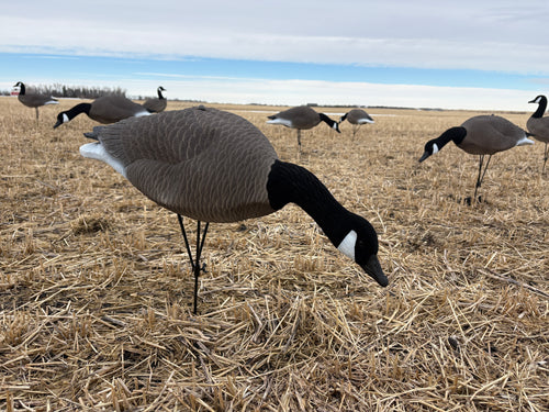 Realistic flocked Canada goose decoys in field setup lightweight hunting decoys 12 pack