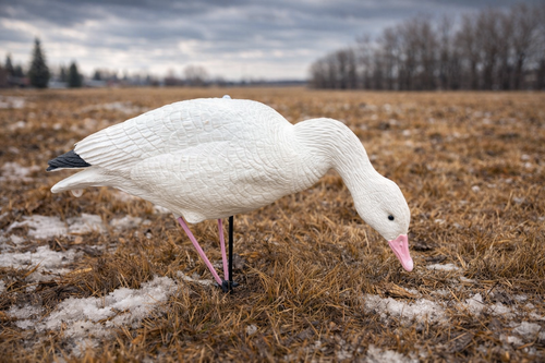 Full Body Snow Goose