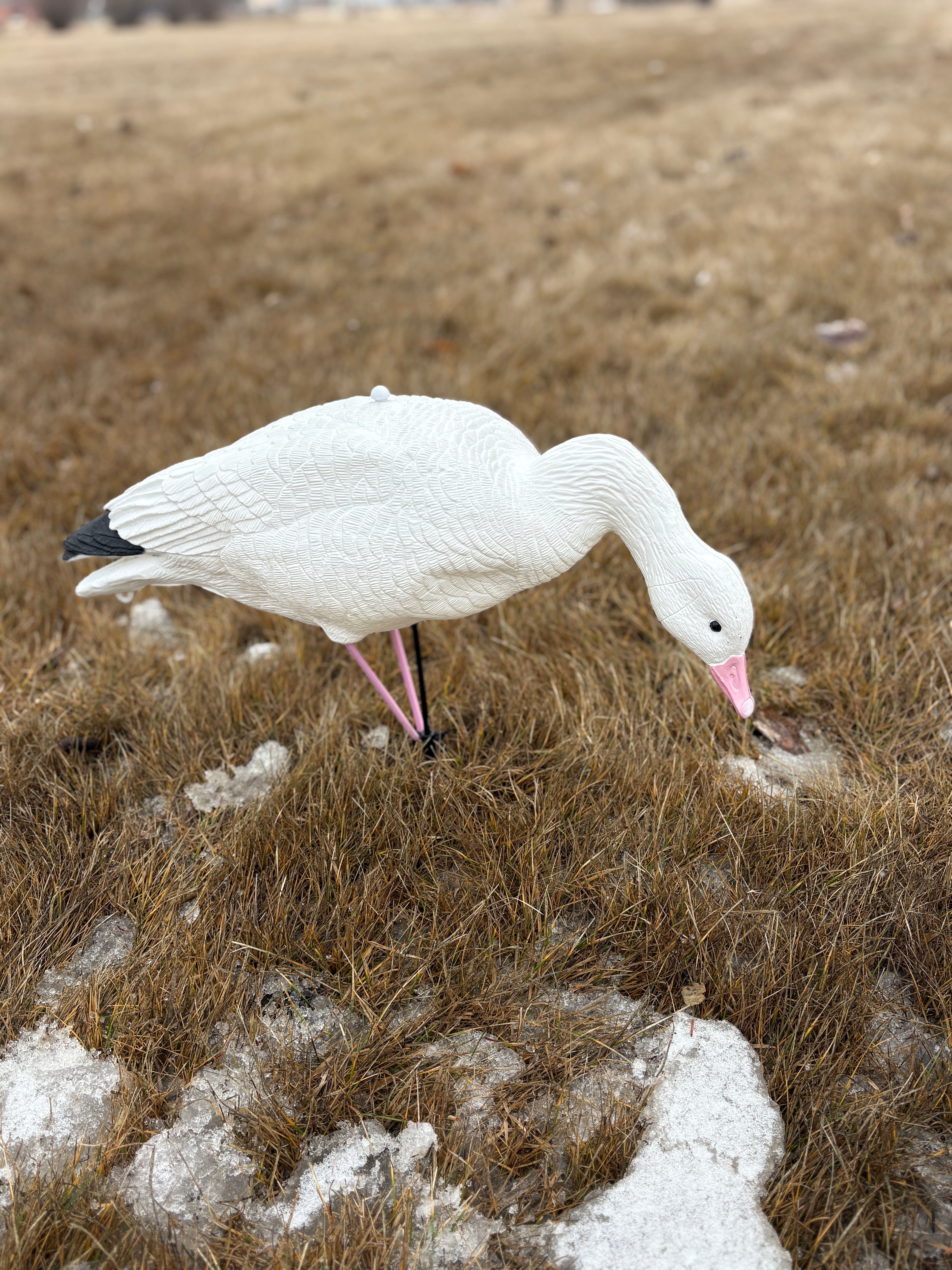 Full Body Snow Goose