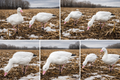 Full Body Snow Goose